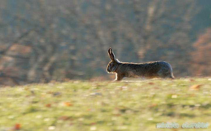 RODITORI E LAGOMORFI SELVATICI